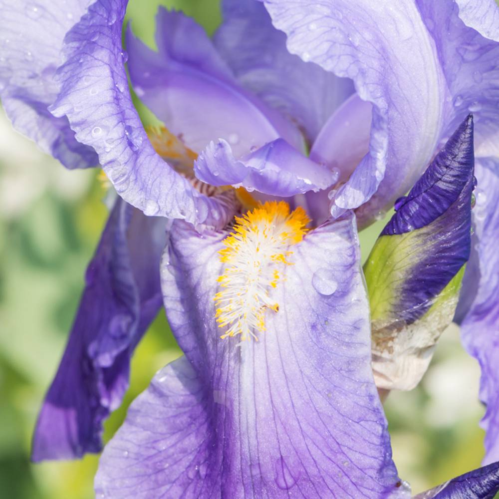 Iris Germanica (Stanjenel) Empress Of India, cu flori parfumate mov-lavanda deschis, crestere rapida, bulb plantat In ghiveci