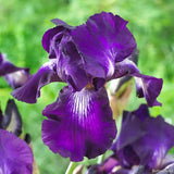 Iris Germanica (Stanjenel) Exotic Star, flori mov-alb spectaculoase, bulb plantat In ghiveci