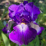 Iris Germanica (Stanjenel) Exotic Star, flori mov-alb spectaculoase, bulb plantat In ghiveci