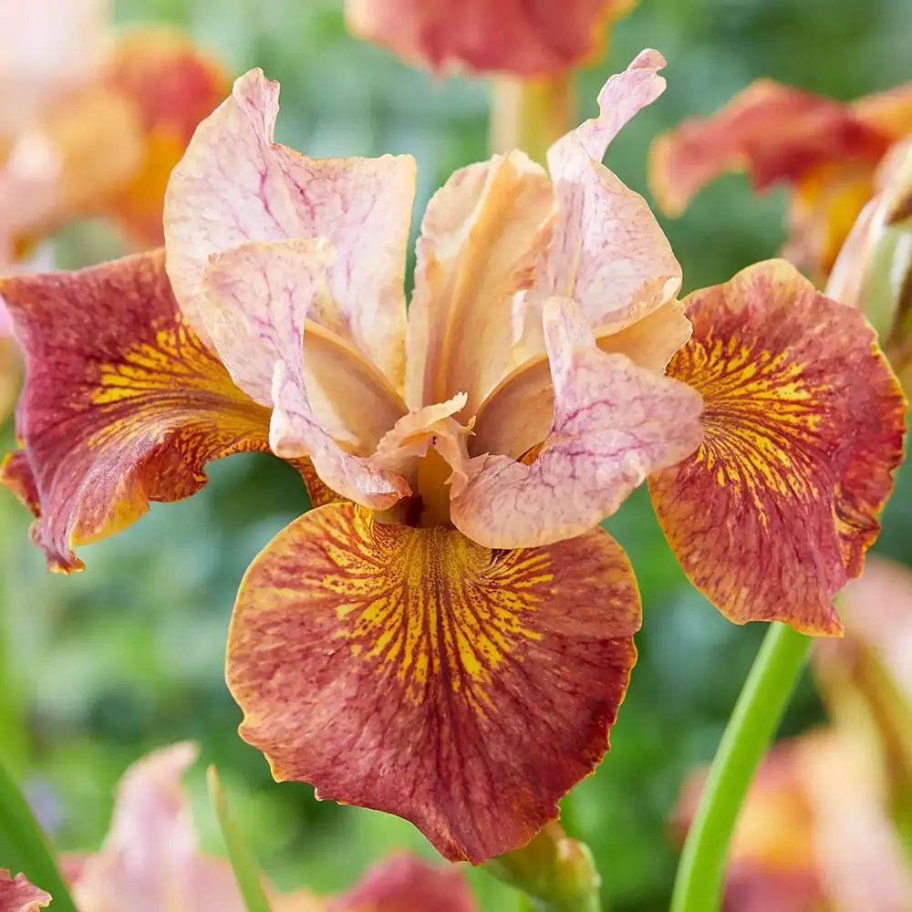 Iris Germanica (Stanjenel) Paprikash, cu flori portocaliu aramiu intens parfumate, crestere rapida, bulb plantat In ghiveci