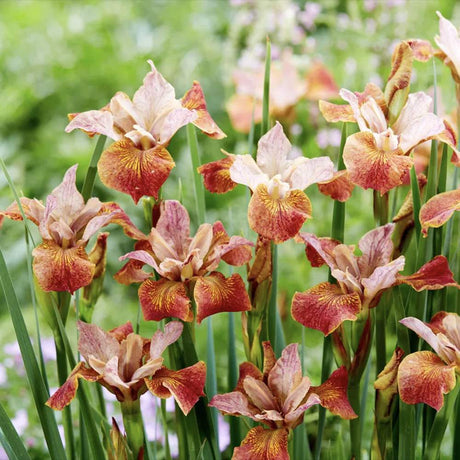 Iris Germanica (Stanjenel) Paprikash, cu flori portocaliu aramiu intens parfumate, crestere rapida, bulb plantat In ghiveci