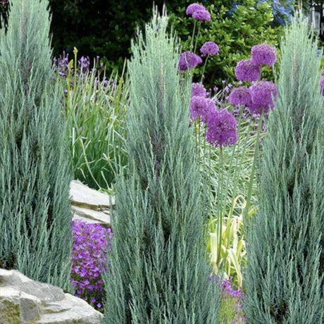 Ienupar columnar albastru de Munte Blue Arrow, conifer albastru decorativ, rezistent la ger, ideal pentru spatii inguste