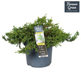 Ienupar Green Carpet, frunzis verde, covor vesnic verde decorativ, Ideal taluzuri si stancarii