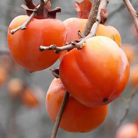 Pom Kaki Mela Hana Fuyu (Diospyrus), Curmal Japonez, cu fructe portocaliu, an 2 pe rod