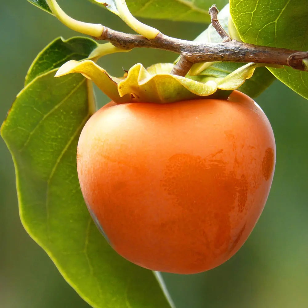 Pom Kaki Tipo (Diospyrus), Curmal Japonez, cu fructe portocaliu, an 2 pe rod