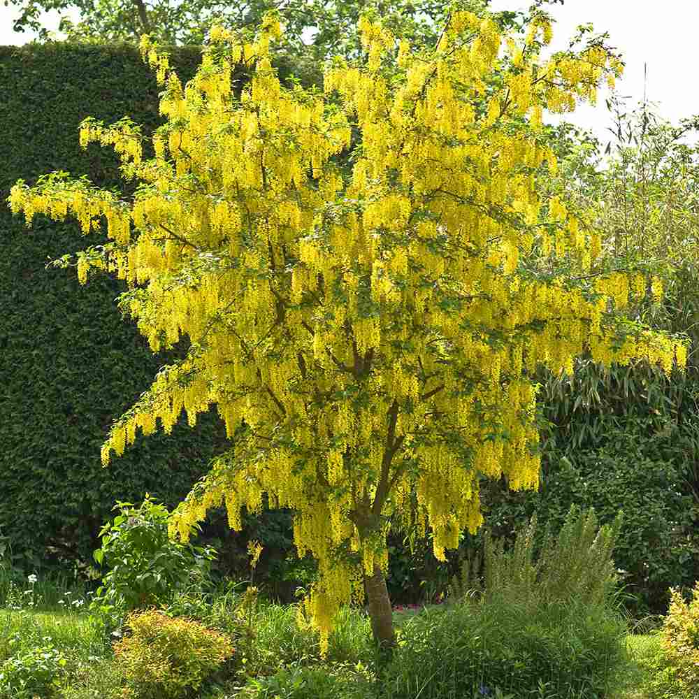 Salcam galben plangator Vossi (Laburnum anagyroides), salcam galben ornamental, ploaie de aur, arbore cu flori galbene pendente, rezistent la ger