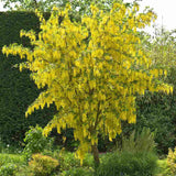 Salcam galben plangator Vossi (Laburnum anagyroides), salcam galben ornamental, ploaie de aur, arbore cu flori galbene pendente, rezistent la ger