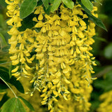 Salcam galben plangator Vossi (Laburnum anagyroides), salcam galben ornamental, ploaie de aur, arbore cu flori galbene pendente, rezistent la ger