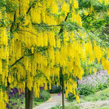 Salcam galben plangator Vossi (Laburnum anagyroides), salcam galben ornamental, ploaie de aur, arbore cu flori galbene pendente, rezistent la ger