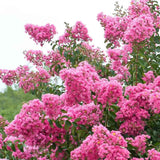 Liliac Indian Arbustiv Coral Magic, cu flori coral-pink, inflorire lunga, rata de crestere rapida