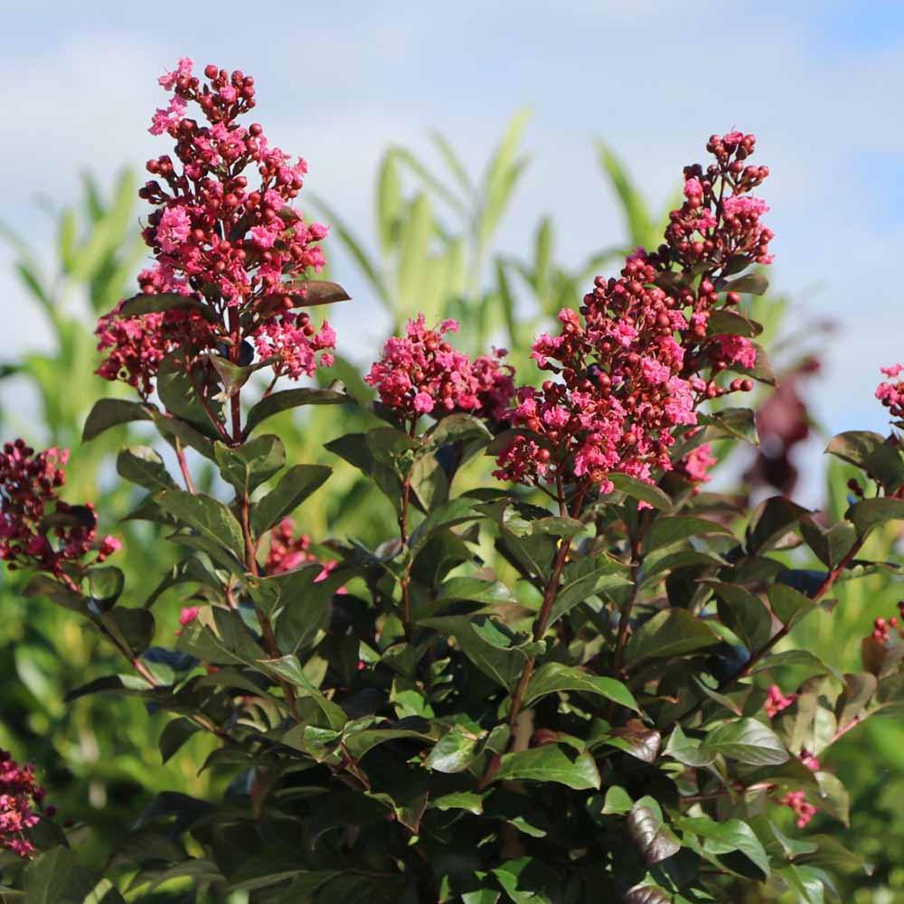 Liliac Indian Arbustiv Coral Magic, cu flori coral-pink, inflorire lunga, rata de crestere rapida
