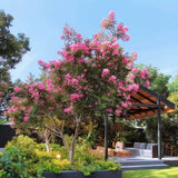 Liliac Indian Copac Coral Magic, copac decorativ cu flori coral-pink, inflorire lunga, rata de crestere rapida