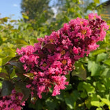 Liliac Indian Copac Coral Magic, copac decorativ cu flori coral-pink, inflorire lunga, rata de crestere rapida