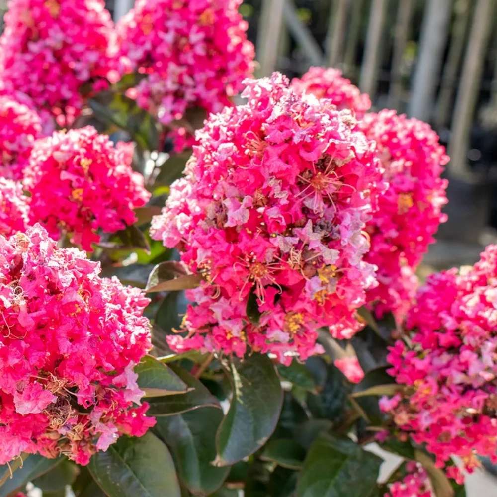 Liliac Indian Copac Coral Magic, copac decorativ cu flori coral-pink, inflorire lunga, rata de crestere rapida