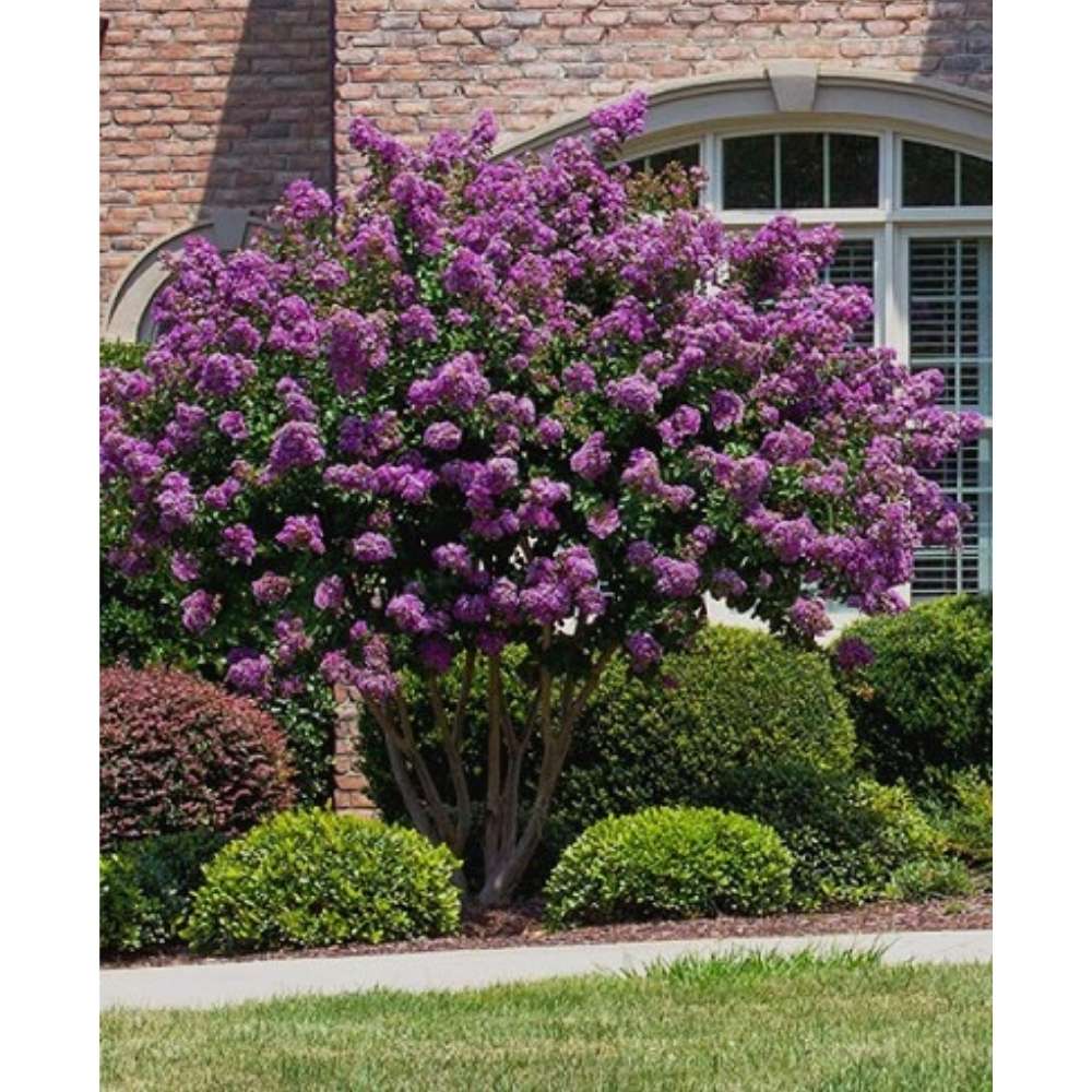 Liliac Indian Copac Rhapsody in Blue, copac decorativ cu flori violet-albastre, inflorire lunga