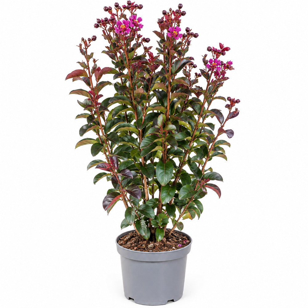 Liliac Indian Mystic Magenta (Lagerstroemia), flori magenta, arbust cu frunzis inchis, inflorire lunga si crestere rapida