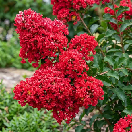 Liliac Indian Red Imperator, tip copac, arbore de vara cu flori rosu-intens, inflorire lunga, crestere rapida