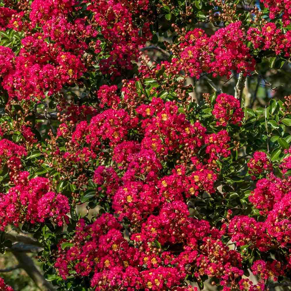 Liliac Indian Red Imperator, tip copac, arbore de vara cu flori rosu-intens, inflorire lunga, crestere rapida