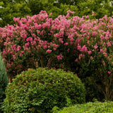 Liliac Indian Copac (Lagerstroemia) Rhapsody in Pink, copac decorativ cu flori roz intens, inflorire lunga, crestere rapida