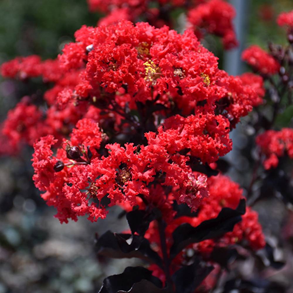 Liliac Indian Tip Copac Best Red, arbore de vara cu flori rosii-scarlet, inflorire lunga