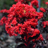 Liliac Indian Tip Copac Best Red, arbore de vara cu flori rosii-scarlet, inflorire lunga