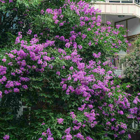 Liliac Indian Copac Violacea, cu flori mov intens, inflorire lunga vara si toamna, rezistent la inghet