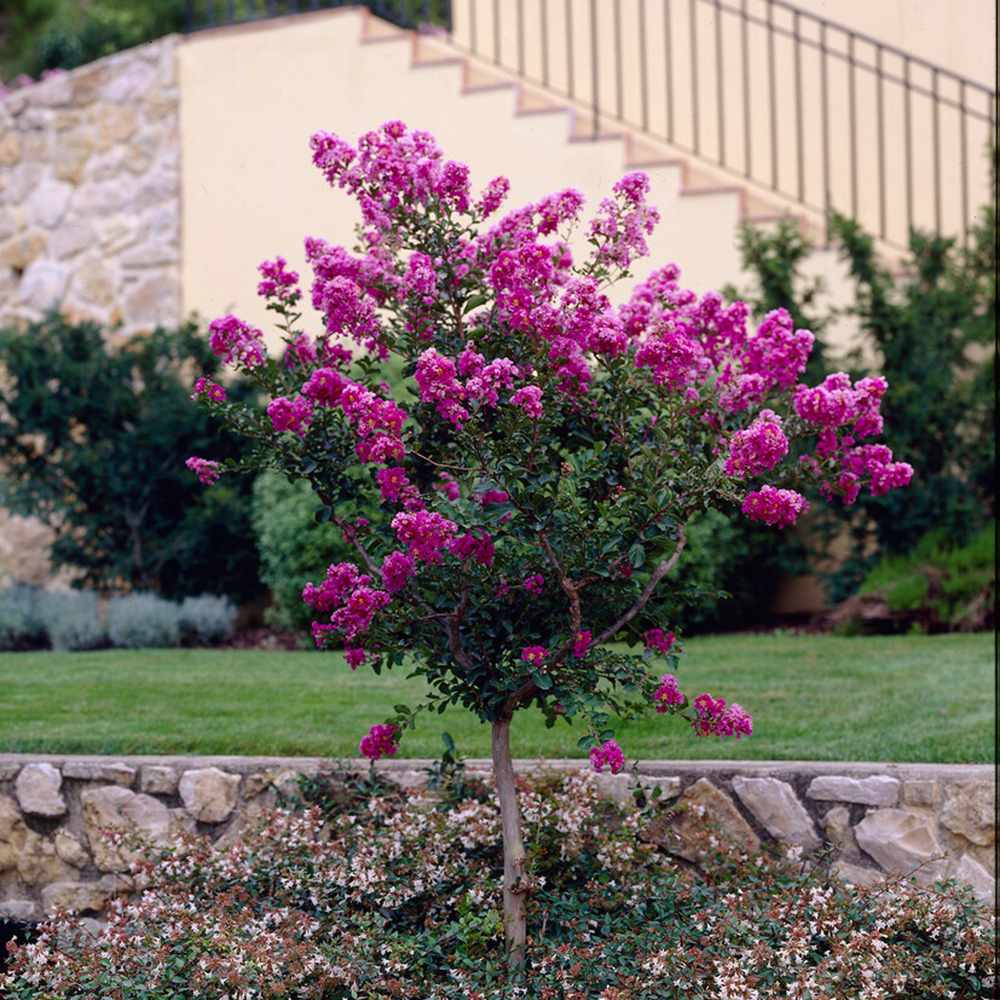 Liliac Indian Copac Violacea Grassi, copac decorativ cu flori violet-purpuriu, inflorire lunga vara si toamna, rezistent la inghet