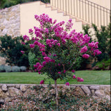 Liliac Indian Copac Violacea Grassi, copac decorativ cu flori violet-purpuriu, inflorire lunga vara si toamna, rezistent la inghet