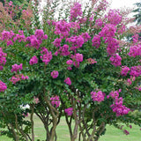 Liliac Indian Copac Violacea Grassi, copac decorativ cu flori violet-purpuriu, inflorire lunga vara si toamna, rezistent la inghet
