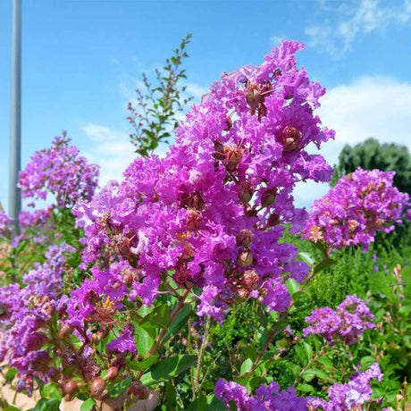 Liliac Indian Copac Violacea Grassi, copac decorativ cu flori violet-purpuriu, inflorire lunga vara si toamna, rezistent la inghet