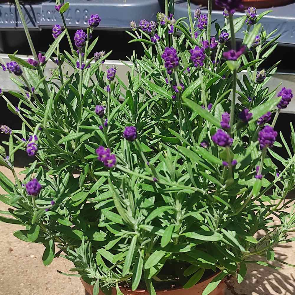 Lavanda Englezesc Hidcote Blue, cu flori albastre-mov si parfum seducator