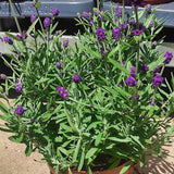 Lavanda Englezesc Hidcote Blue, cu flori albastre - mov si parfum seducator - VERDENA - 30 cm inaltime, ghiveci de 1.3 l