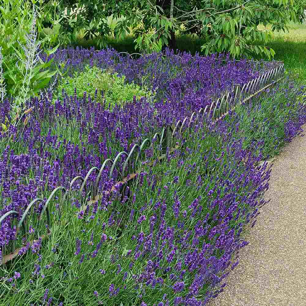 Lavanda Englezesc Hidcote Blue, cu flori albastre-mov si parfum seducator