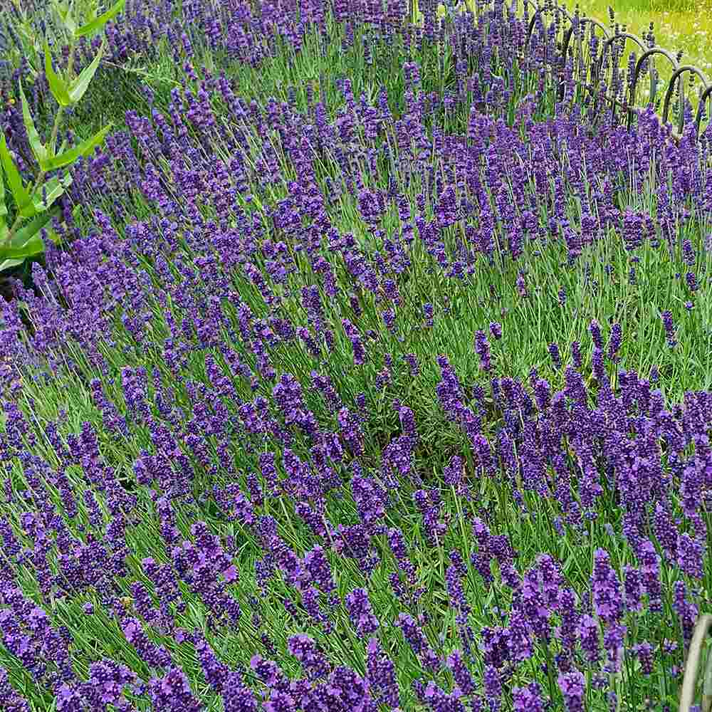 Lavanda Englezesc Hidcote Blue, cu flori albastre-mov si parfum seducator