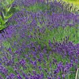 Lavanda Englezesc Hidcote Blue, cu flori albastre-mov si parfum seducator