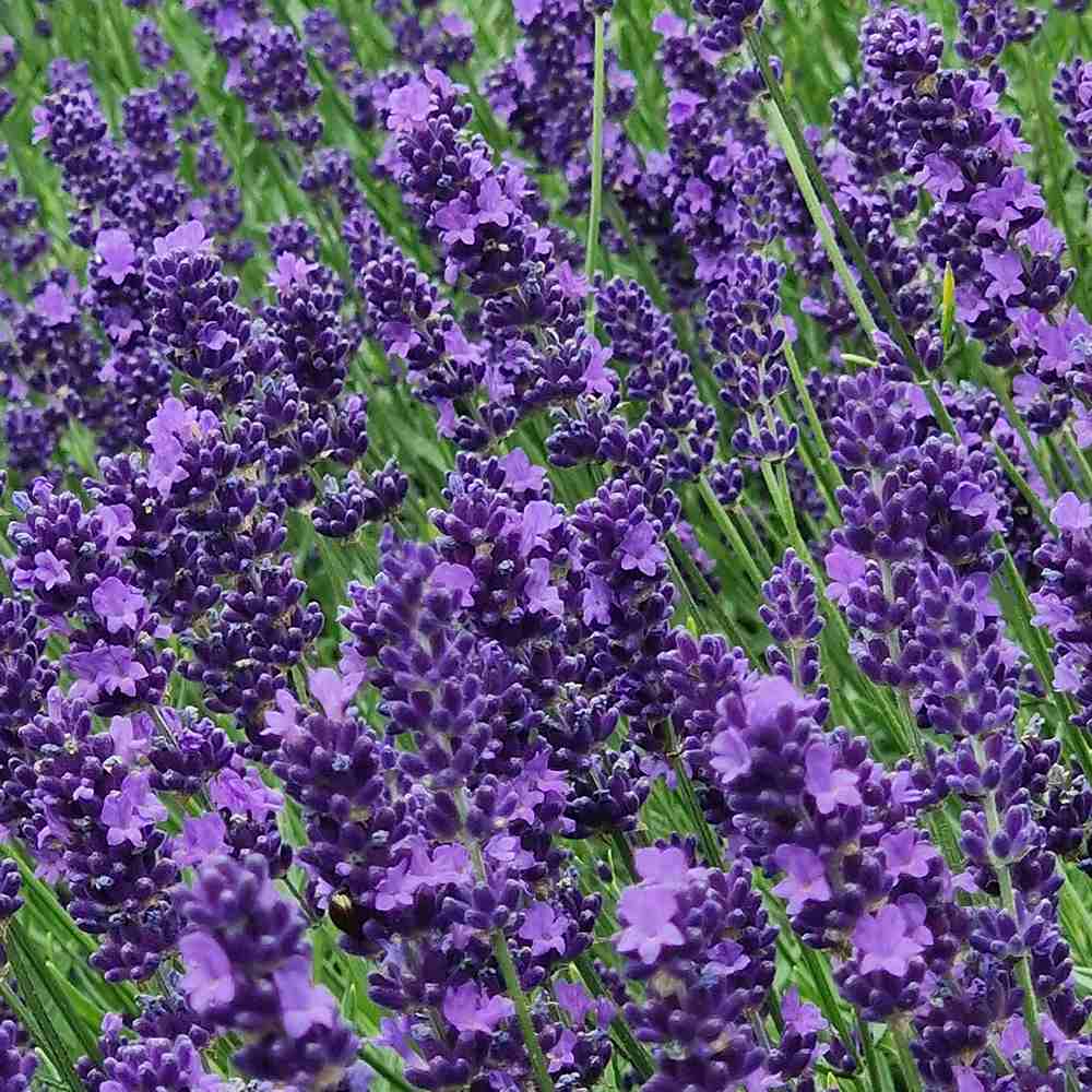 Lavanda Englezesc Hidcote Blue, cu flori albastre-mov si parfum seducator