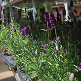 Lavanda Englezesc Hidcote Blue, cu flori albastre-mov si parfum seducator