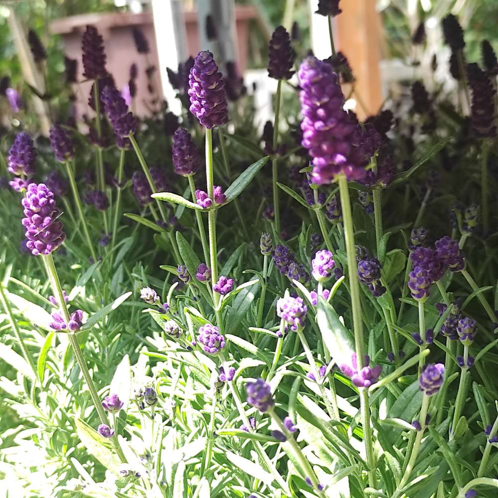 Lavanda Englezesc Hidcote Blue, cu flori albastre-mov si parfum seducator