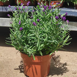 Lavanda Englezesc Hidcote Blue, cu flori albastre-mov si parfum seducator