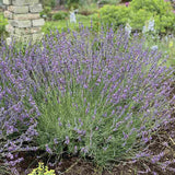 Lavanda franceza Phenomenal - Parfum Intens - VERDENA - 25 cm inaltime, ghiveci de 2 l