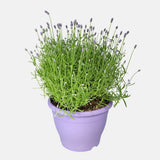 Lavanda Englezeasca Essence Purple lavanda parfumata albastra-mov intens, perena decorativa, rezistenta seceta si frig