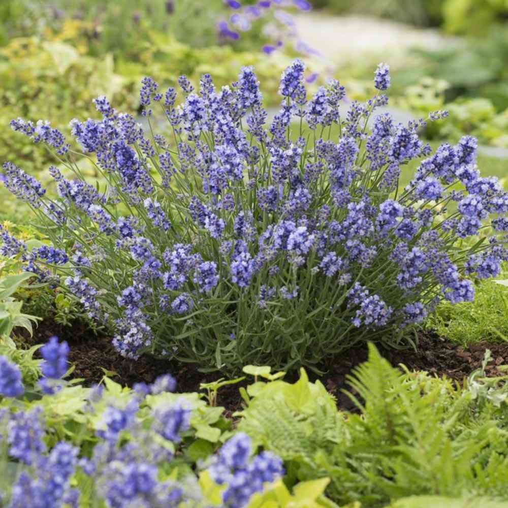 Lavanda Englezeasca Essence Purple lavanda parfumata albastra-mov intens, perena decorativa, rezistenta seceta si frig
