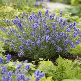 Lavanda Englezeasca Essence Purple lavanda parfumata albastra-mov intens, perena decorativa, rezistenta seceta si frig