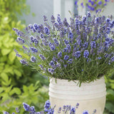 Lavanda Englezeasca Essence Purple lavanda parfumata albastra-mov intens, perena decorativa, rezistenta seceta si frig