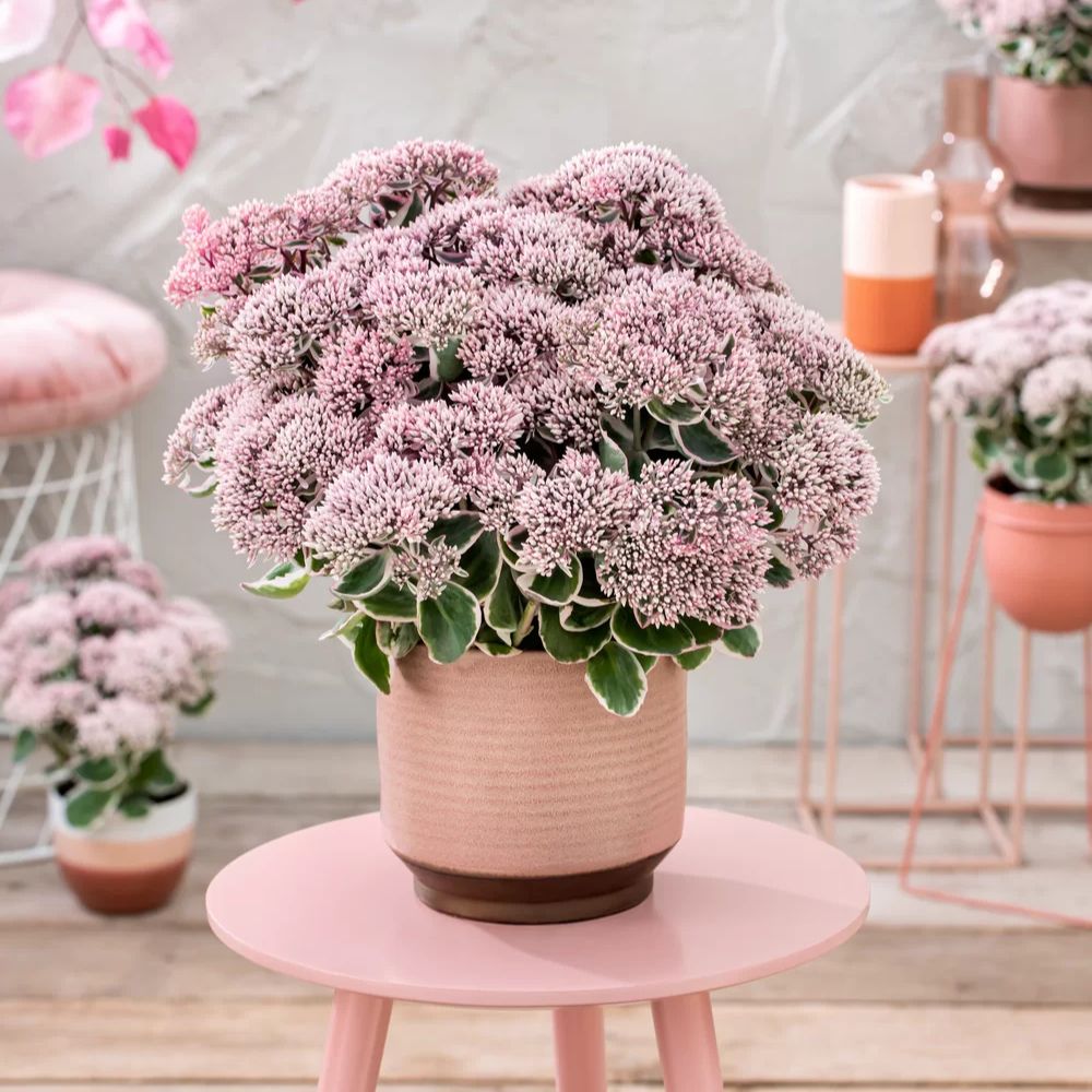 Iarba grasa Sedum La Vie and Rose, Planta Suculenta Perena cu Flori Roz si Frunzis Decorativ