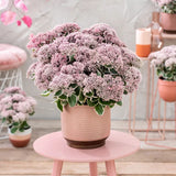 Iarba grasa Sedum La Vie and Rose, Planta Suculenta Perena cu Flori Roz si Frunzis Decorativ