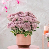 Iarba grasa Sedum La Vie and Rose, Planta Suculenta Perena cu Flori Roz si Frunzis Decorativ
