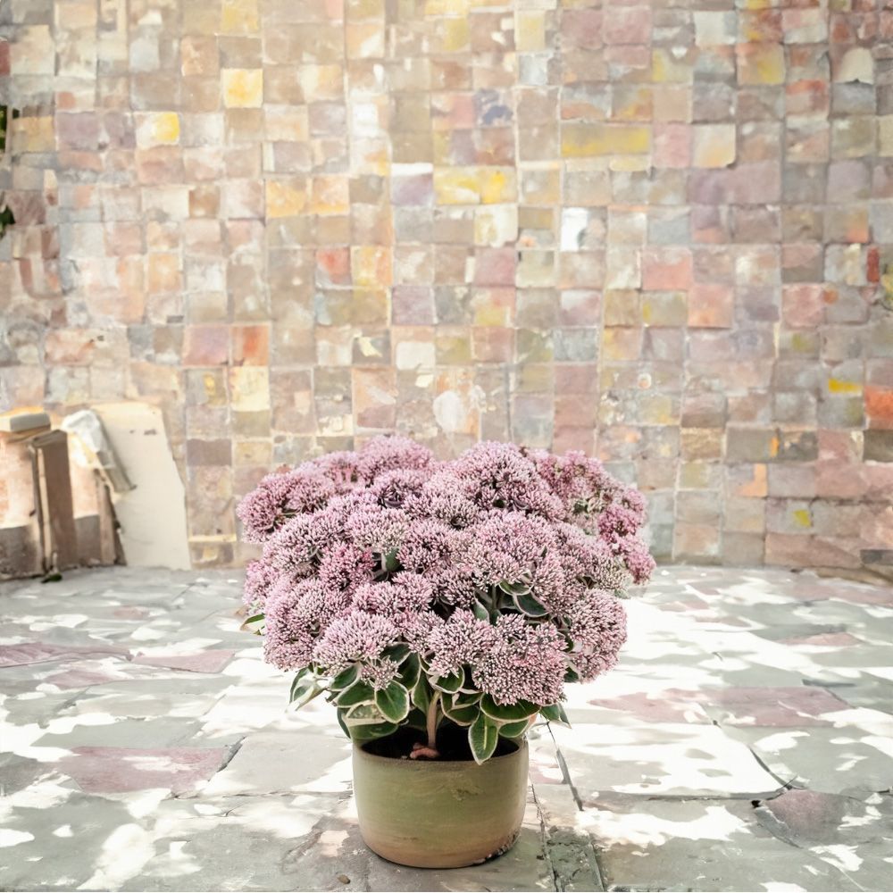 Iarba grasa Sedum La Vie and Rose, Planta Suculenta Perena cu Flori Roz si Frunzis Decorativ