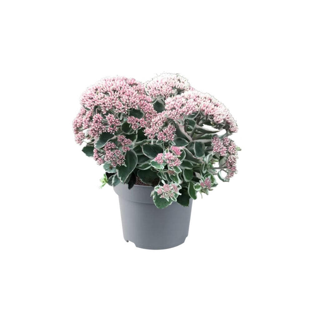 Iarba grasa Sedum La Vie and Rose, Planta Suculenta Perena cu Flori Roz si Frunzis Decorativ