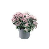 Iarba grasa Sedum La Vie and Rose, Planta Suculenta Perena cu Flori Roz si Frunzis Decorativ
